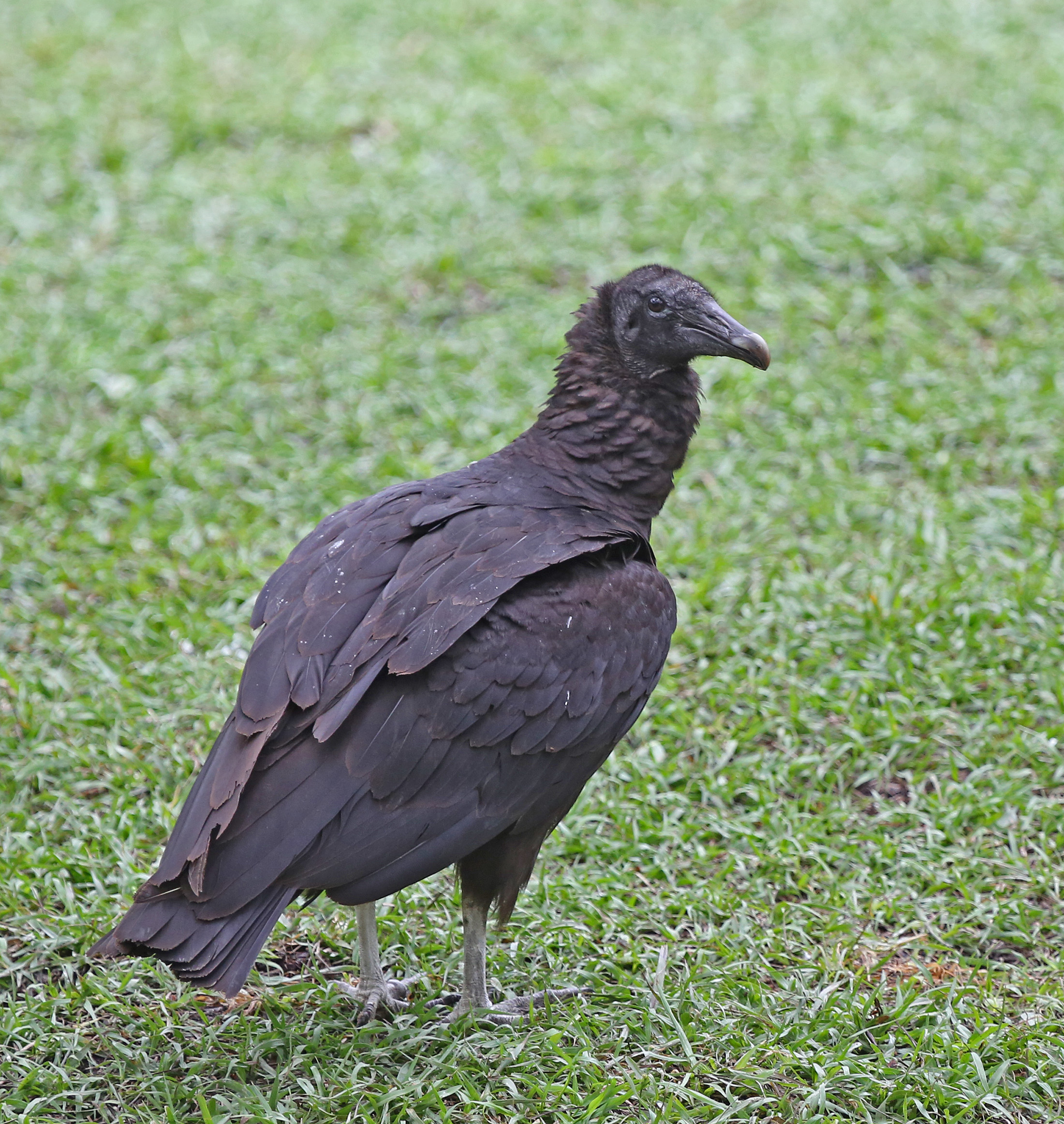 lol its a vulture with a black head